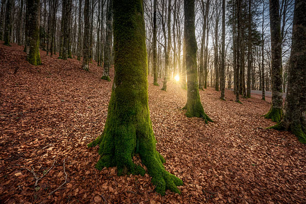 Foresta di faggio d'autunno con luce dorata sul Pratomagno