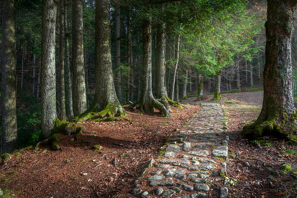 Antico sentiero di pietra nella foresta di Vallombrosa